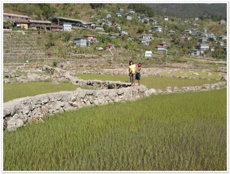 rice paddies walking