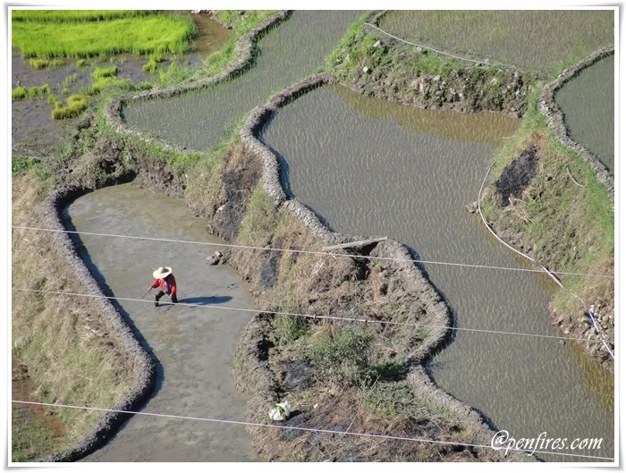 traditional rice planting philippines