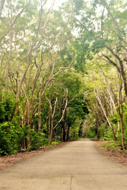 salagdoong forest