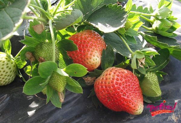 strawberry fields la trinidad