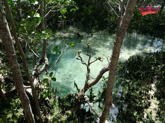 Guiwanon Spring Park Mangroves