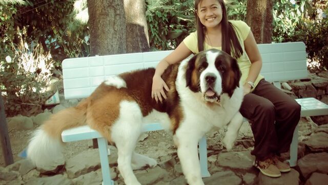 Doglas Baguio Dog picture