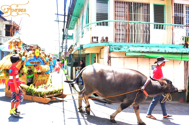 Carabao Parade Pahiyas Festival