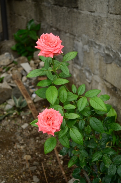 Penfires Flowers