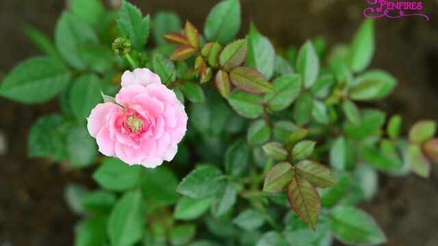 Penfires Garden First Bloom