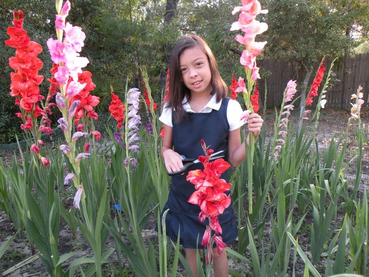 Gladiolus Garden Flowers