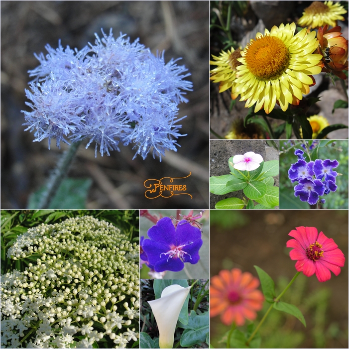 Trips and Flowers