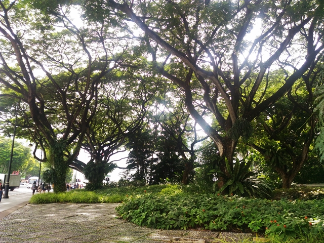 trees along orchard road