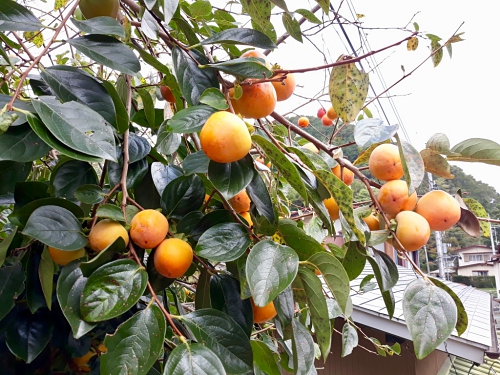 persimmon fruits