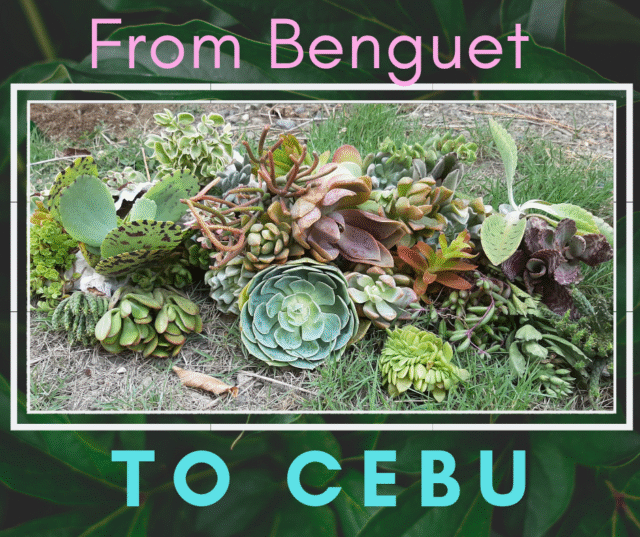 succulents in the philippines