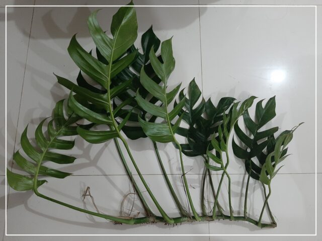 Monstera cuttings for planting