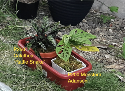 plant price monstera adansonii and calathea rattle snake