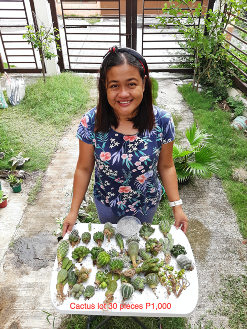 price cactus set