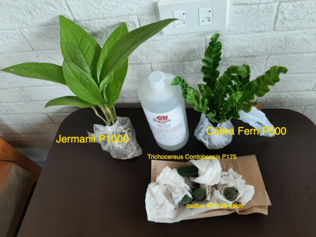 price of cobra fern and jermanii