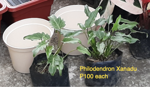 price philodendron xanadu