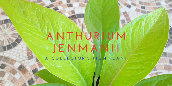 ANTHURIUM JENMANII cardboard