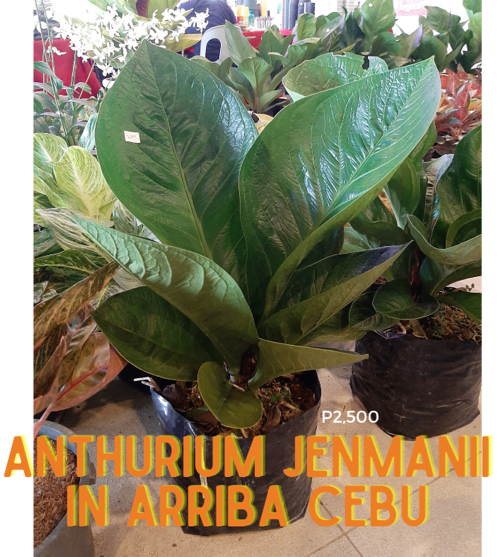 Anthurium jenmanii cardboard plant