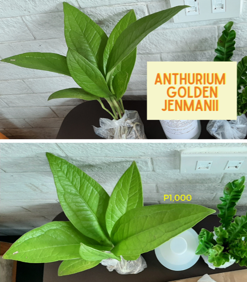 anthurium golden jenmanii