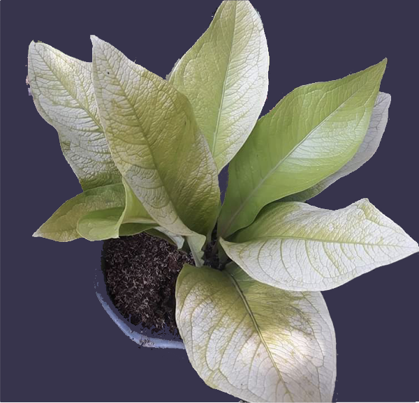 anthurium jenmanii cardboard for sale