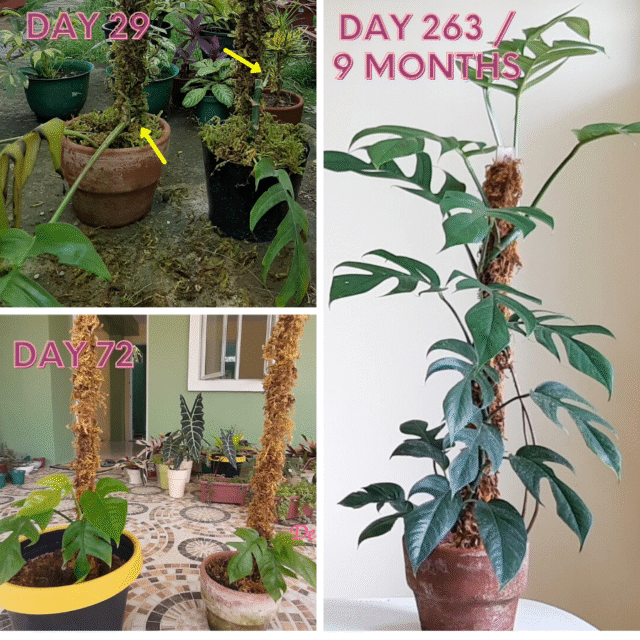 dragon tail cutting to new plant