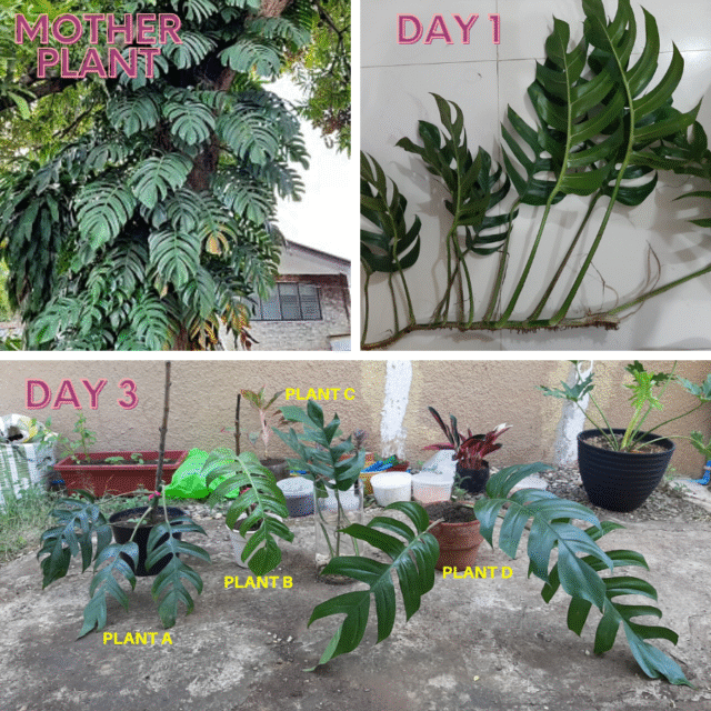 epipremnum pinnatum cutting and growing