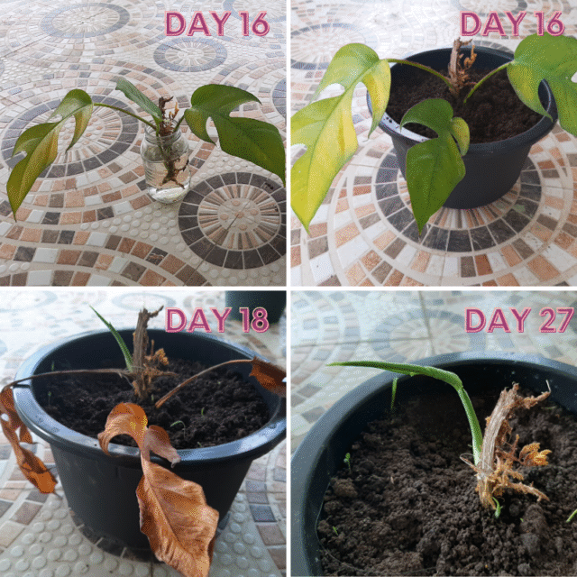 growing epipremnum pinnatum