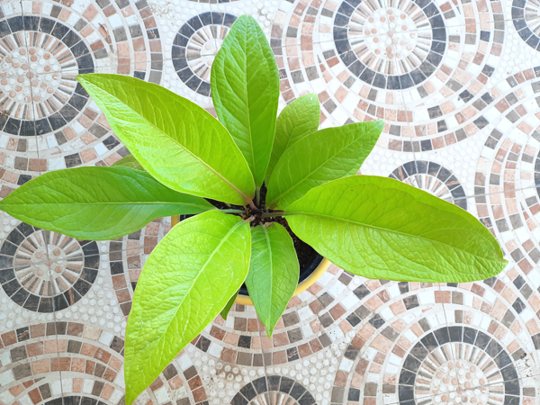 growing jenmanii cardboard