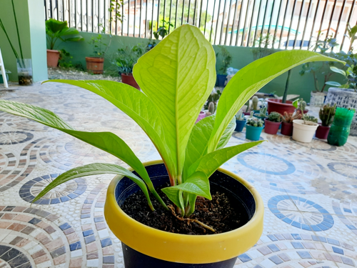 rare cardboard plant